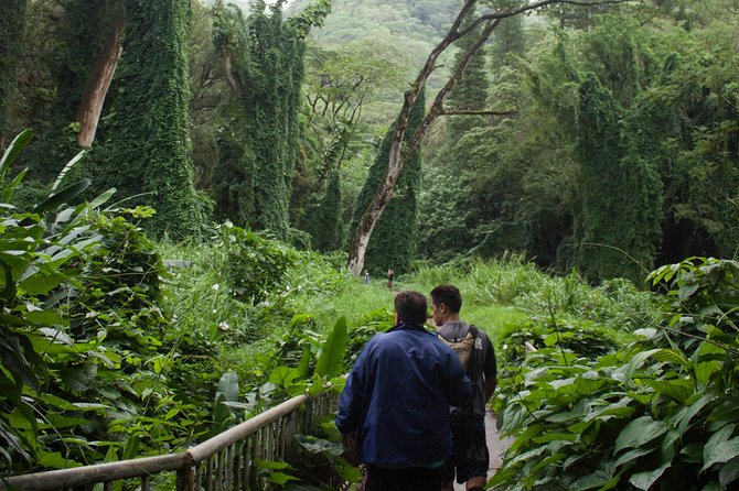 Manoa Falls Rainforest & Self-Guided Hike - The hike to the falls: what the route feels like mile by mile