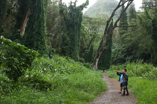 Manoa Falls Rainforest & Self-Guided Hike - Manoa Falls itself: why some days feel amazing and other days feel thin
