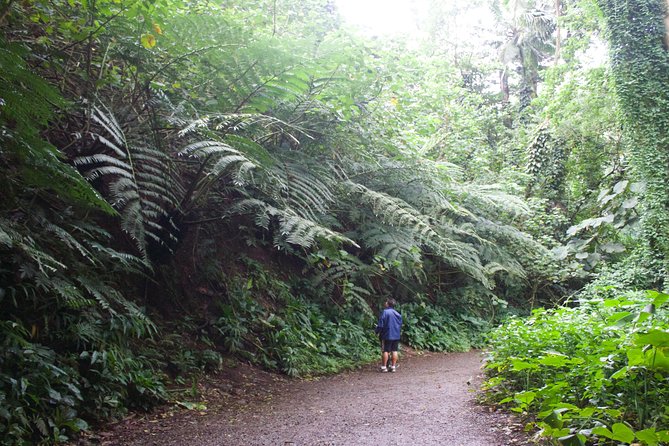 Manoa Falls Rainforest & Self-Guided Hike - Mosquitoes, mud, and “moderate fitness” meaning real work