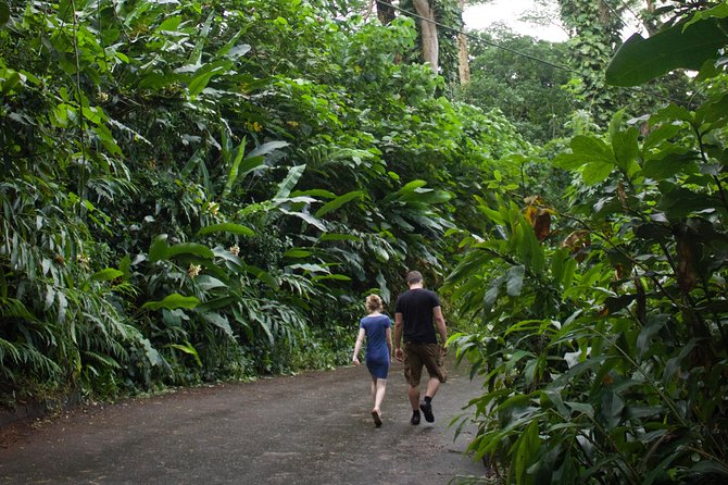 Manoa Falls Rainforest & Self-Guided Hike - Price and value: is $52.99 fair for what you get?