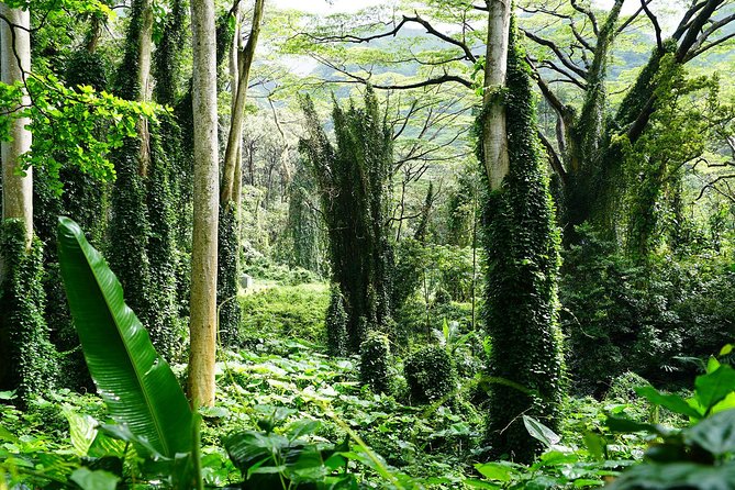 Manoa Waterfall Hike with Waikiki Pickup & Healthy Lunch - The return hike: why walking sticks matter more than you think