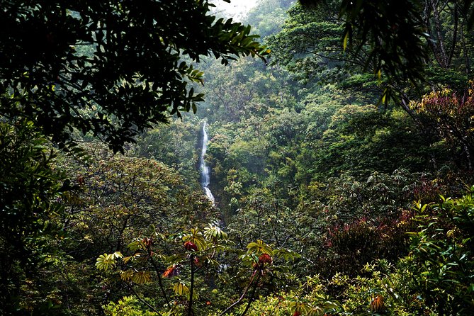 Manoa Waterfall Hike with Waikiki Pickup & Healthy Lunch - Who this tour fits best (and who should think twice)