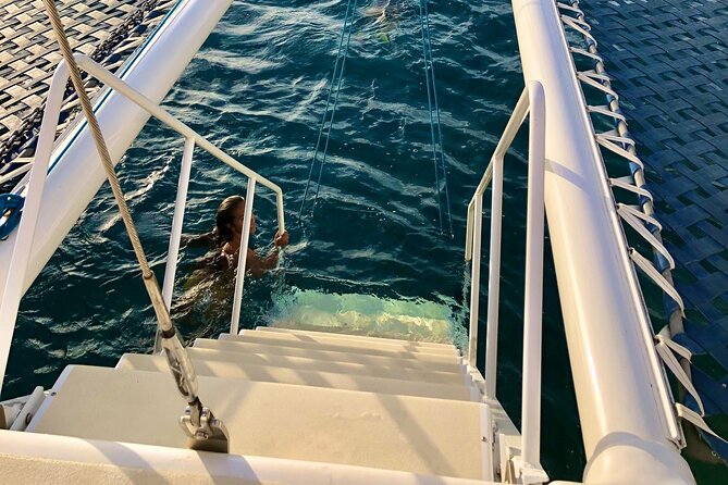 Moana’s Swim’n’Sail Cocktail Cruise Along the Waikiki Coast - Wildlife Chances: Dolphins and Turtles Without the Pressure