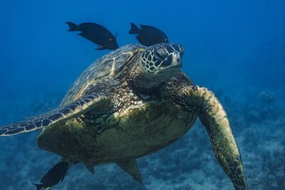 Moana’s Waikīkī Grand Guided Turtle Snorkel & Sailing Adventure - Snorkeling Setup: Gear, the Secured Raft, and Crew Guidance