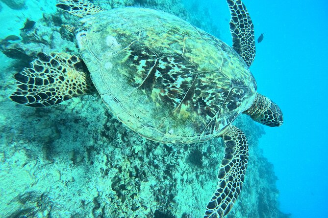 Moana’s Waikīkī Grand Guided Turtle Snorkel & Sailing Adventure - Drinks on the Sail Back: A Real Bonus After Getting Wet