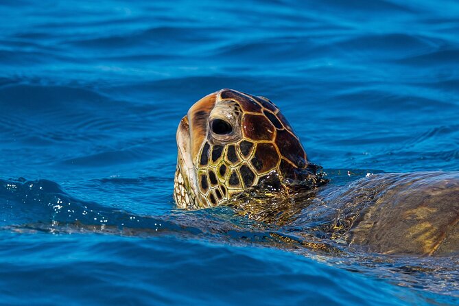 Moana’s Waikīkī Grand Guided Turtle Snorkel & Sailing Adventure - Timing Tips: Early vs Late-Morning for Sea Turtles
