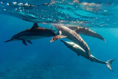North Shore Oahu Snorkeling Tour - Waimea Bay and the North Shore: why this snorkel feels different