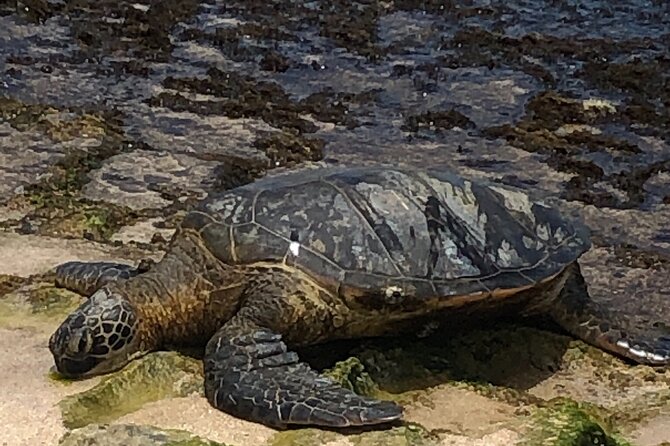 North Shore / Waimea, Falls Day & Swim with Turtles - Waimea Valley Falls and Botanical Gardens: The Main Event