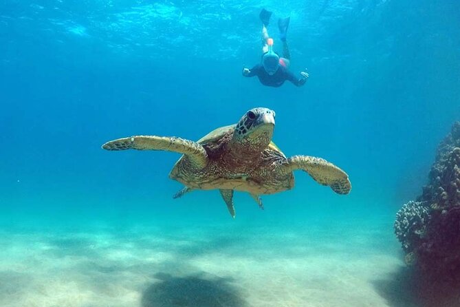 Oahu 5-in-1 Deluxe Cruise: Turtle Snorkeling & Ocean Activities - Snorkeling for turtles and fish: your real experience