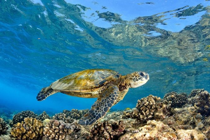 Oahu Circle Island Tour with Turtle Snorkeling,  Small-Groups - Turtle Town Snorkeling: Gear, Safety, and the Honu Reality