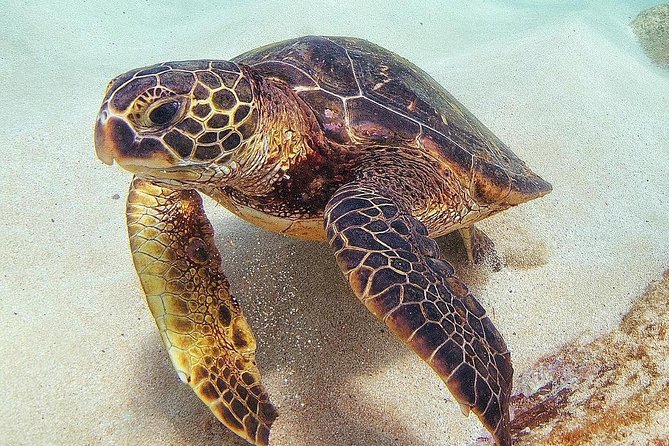 Oahu Circle Island Tour with Turtle Snorkeling,  Small-Groups - The North Shore Route: Surf-Spot Drive-Bys and Lunch Stops
