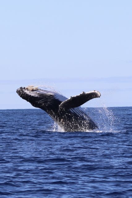 Oahu: Dolphin Swim and Turtle Snorkel Excursion in Waianae - Key Things I’d Prioritize on This Waianae Dolphin Swim