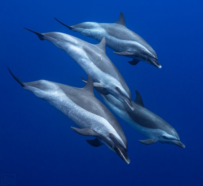 Oahu: Dolphin Swim and Turtle Snorkel Excursion in Waianae - First Up: The 32-Foot Boat Ride From Waianae