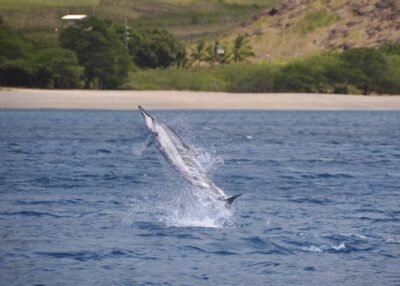 Oahu: Dolphin Swim and Turtle Snorkel Excursion in Waianae - How the Team Turns Sightings Into a Better Day