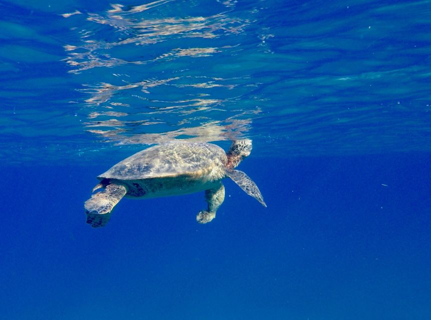Oahu: Dolphin Swim and Turtle Snorkel Excursion in Waianae - Snorkel Time in Protected Bays: Sea Turtles and Colorful Reefs