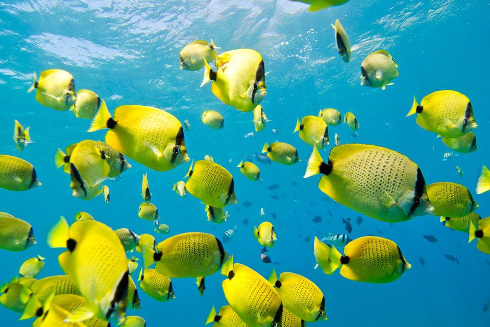 Oahu: Dolphin Swim and Turtle Snorkel Excursion in Waianae - Dolphin Swimming: What You Can Expect (and How Not to Get Disappointed)