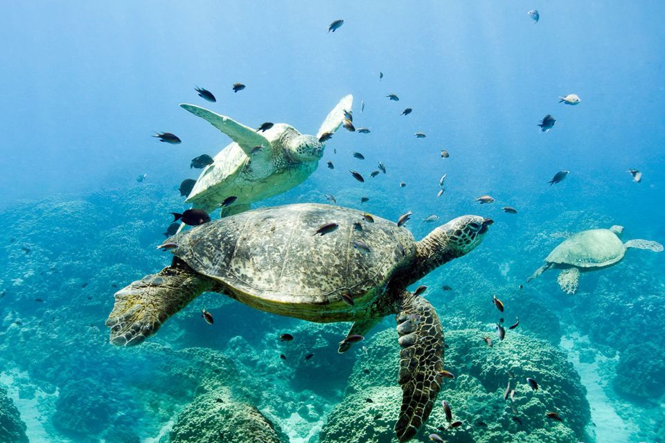 Oahu: Dolphin Swim and Turtle Snorkel Excursion in Waianae - Whale Bonus in Winter Months: The Extra Reason to Go
