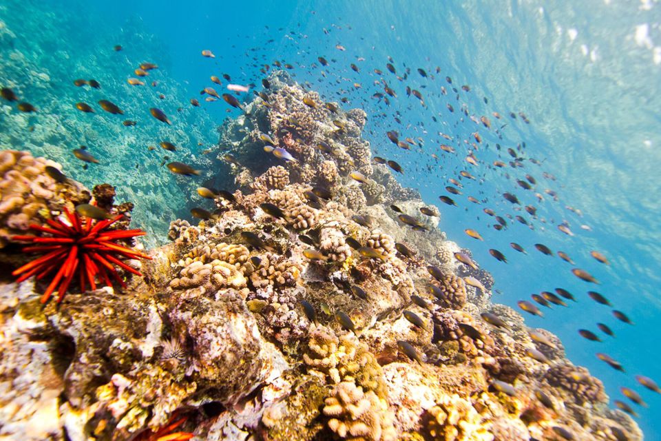 Oahu: Dolphin Swim and Turtle Snorkel Excursion in Waianae - Price and Value: Is $193 for 3 Hours Fair?