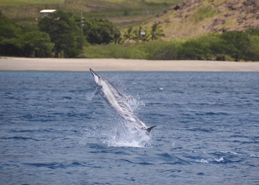 Oahu: Dolphin Swim and Turtle Snorkel Excursion in Waianae - How the Team Turns Sightings Into a Better Day