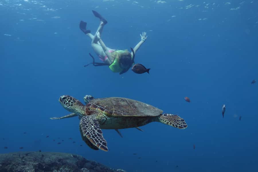 Oahu: Dolphin Watching & Turtle Snorkeling with Waterslide - Getting to Waianae: shuttles from Waikiki and Ko Olina plus easy parking