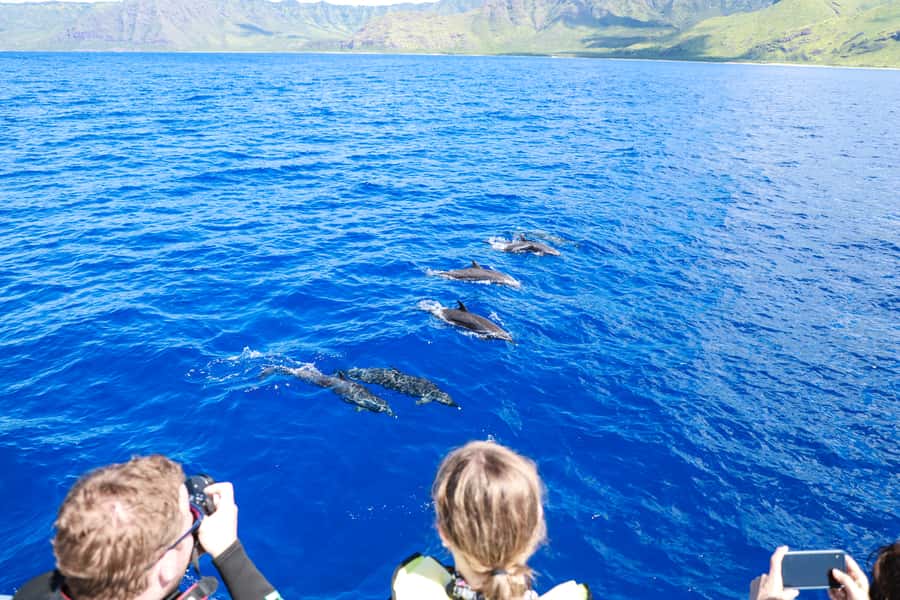 Oahu: Dolphin Watching & Turtle Snorkeling with Waterslide - Water time beyond snorkeling: kayaking, paddleboarding, and the slide