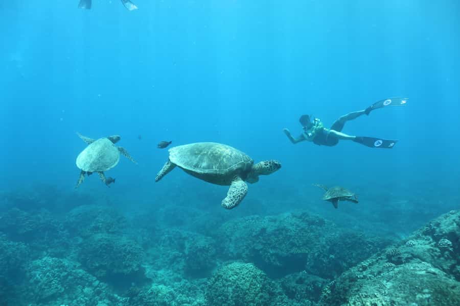 Oahu: Dolphin Watching & Turtle Snorkeling with Waterslide - Sustainability and Mālama: why it matters on a wildlife tour