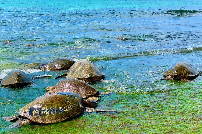 Oahu Guided Circle Island Tour, Swim w/ Turtles, Dole, Blowhole - Halona Blowhole and Eternity Beach: the south coast’s volcanic show