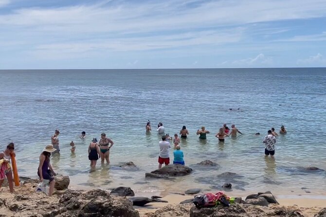 Oahu Guided Circle Island Tour, Swim w/ Turtles, Dole, Blowhole - Morning in Waikiki: pickup, road trip rhythm, and the vibe check