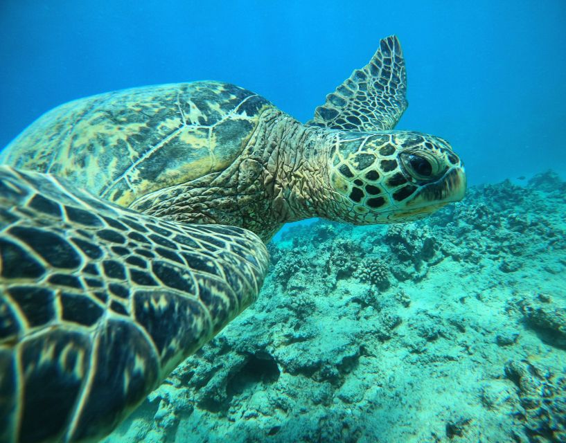 Oahu: Honolulu Turtle Canyon Snorkeling Tour - Key things that make this Turtle Canyon tour a smart pick
