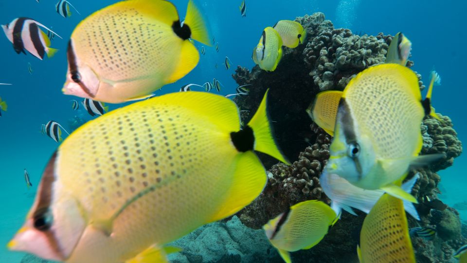 Oahu: Honolulu Turtle Canyon Snorkeling Tour - Turtle Canyon Snorkeling from Waikiki: what you’re really paying for