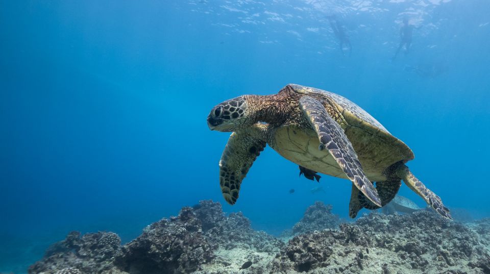 Oahu: Honolulu Turtle Canyon Snorkeling Tour - The boat ride out: Waikiki coastline views and a fast warm-up