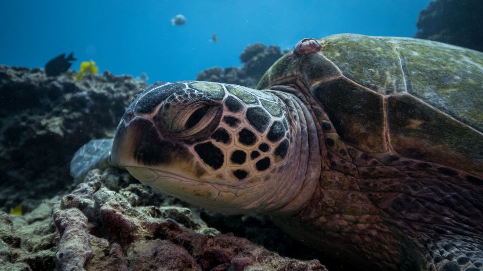 Oahu: Honolulu Turtle Canyon Snorkeling Tour - Reef time, time limits, and how to maximize your snorkel experience