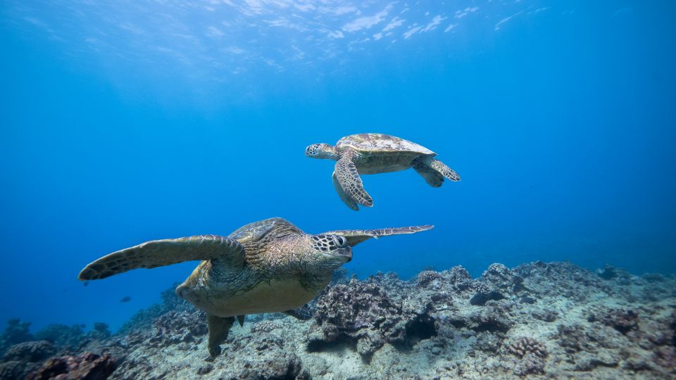 Oahu: Honolulu Turtle Canyon Snorkeling Tour - Price check: is $138 good value for this kind of Oahu day?