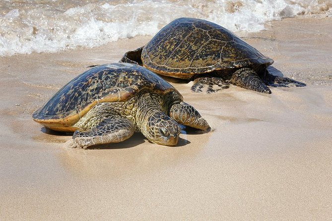 Oahu Island Photography Tour - Price and Value: Is $150 a Smart Use of Time?