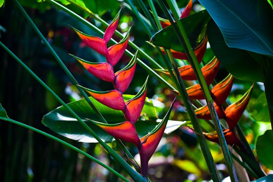 Oahu: Manoa Falls Waterfall Hike with Lunch and Transfers - Lunch at Tantalus Lookout: Diamond Head Views That Make the Day Feel Complete