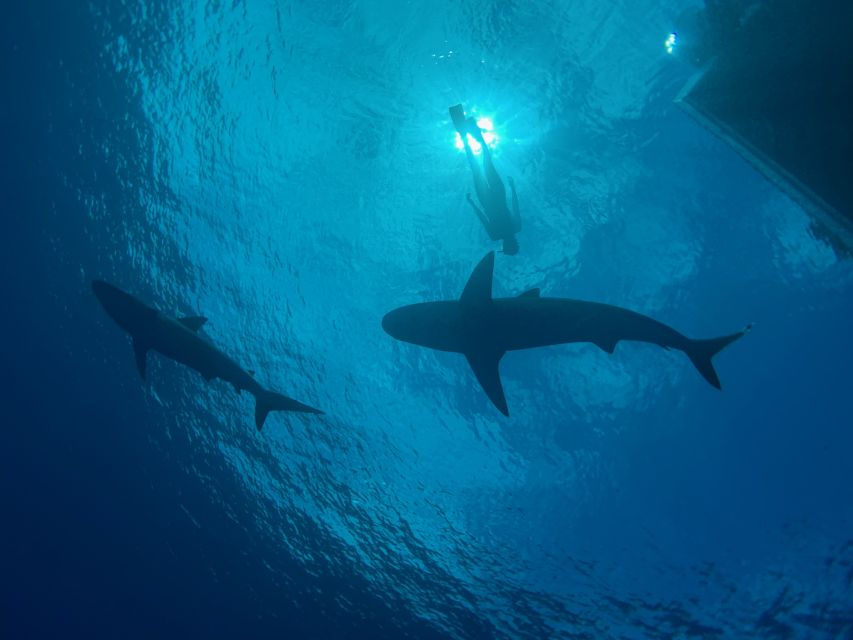 Oahu: North Shore Cageless Shark Snorkeling Tour - Key Highlights Worth Your Time
