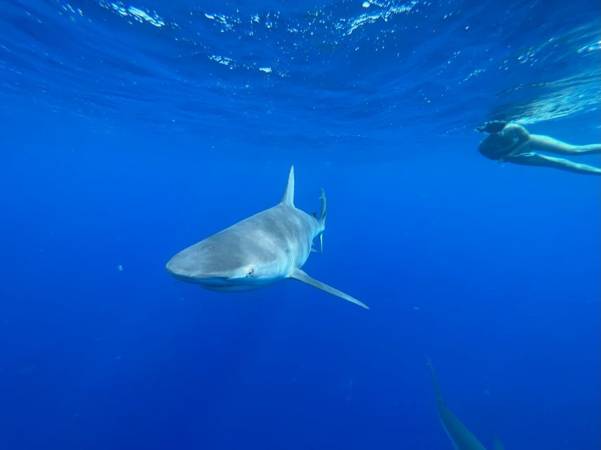 Oahu: North Shore Cageless Shark Snorkeling Tour - Island View Hawaii to Haleiwa: Where the Day Starts