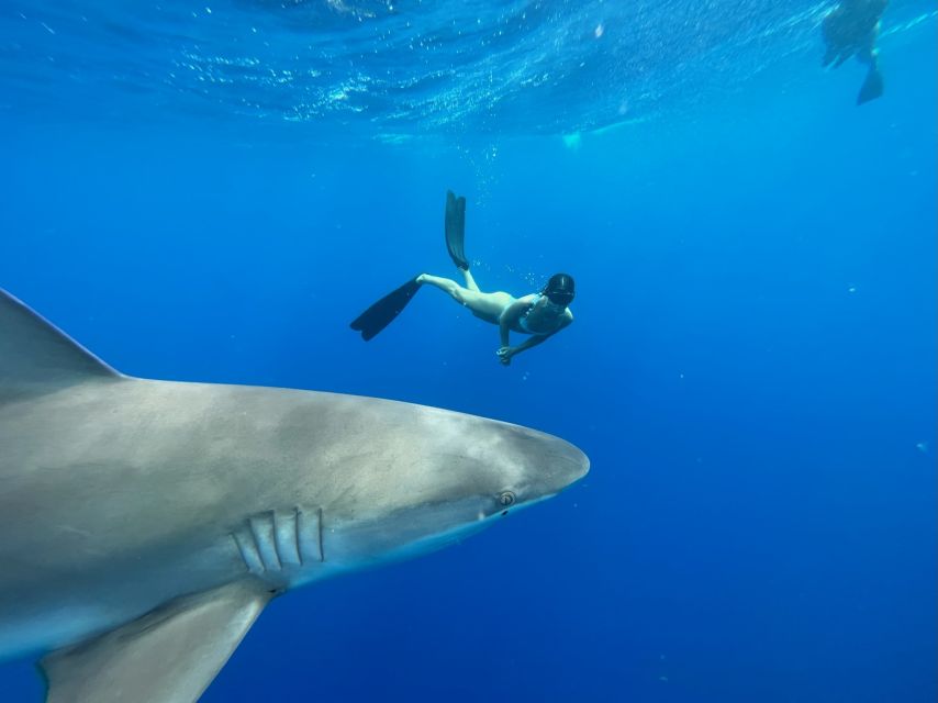 Oahu: North Shore Cageless Shark Snorkeling Tour - What You Might See: Sharks, Turtles, and Other North Shore Wildlife