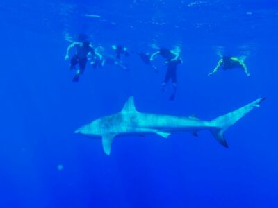 Oahu: North Shore Cageless Shark Snorkeling Tour - Safety First, Then Sharks: How the Cageless Setup Works