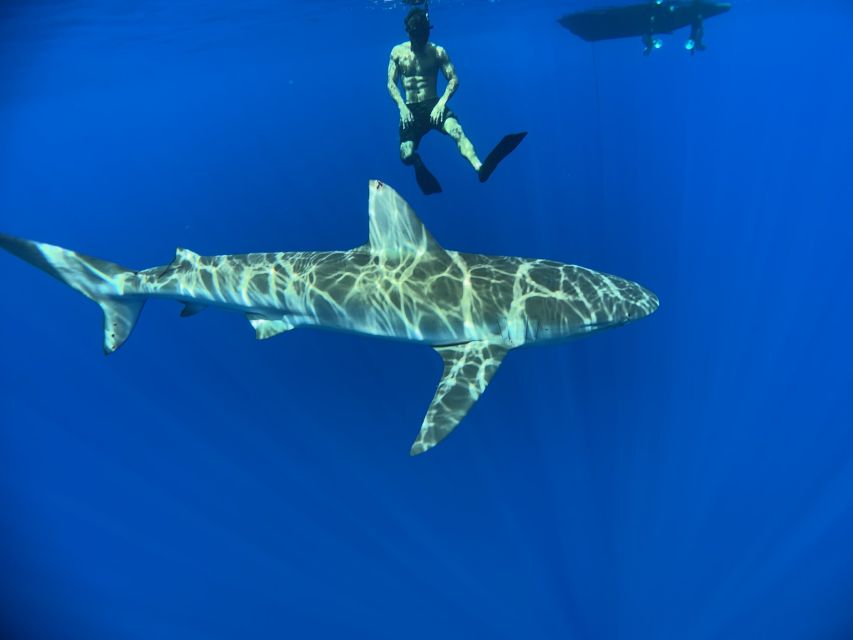 Oahu: North Shore Cageless Shark Snorkeling Tour - Included Snorkel Gear and Captured Memories