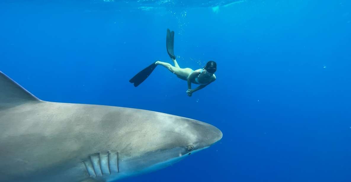 Oahu: North Shore Cageless Shark Snorkeling Tour - Should You Book Oahu North Shore Cageless Shark Snorkeling?