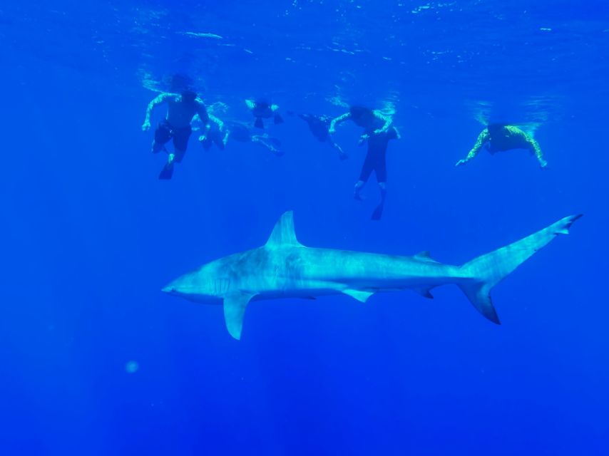 Oahu: North Shore Cageless Shark Snorkeling Tour - Safety First, Then Sharks: How the Cageless Setup Works
