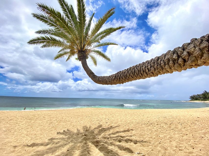 Oahu: North Shore Experience and Dole Plantation - North Shore in One Day: Pickup to Dole in 8 Hours
