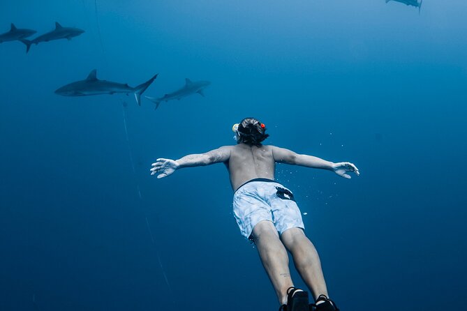Oahu Open Water Shark Diving Experience - Key things to know before you go