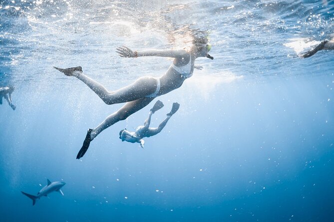 Oahu Open Water Shark Diving Experience - Oahu’s North Shore shark swim route: what the 1h45 day feels like