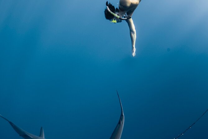Oahu Open Water Shark Diving Experience - Underwater photography: how you get pro images without the stress