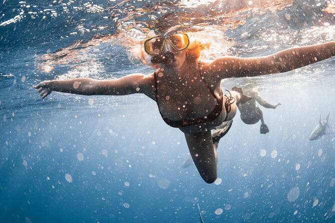 Oahu Open Water Shark Diving Experience - Conditions, motion, and why earlier often wins