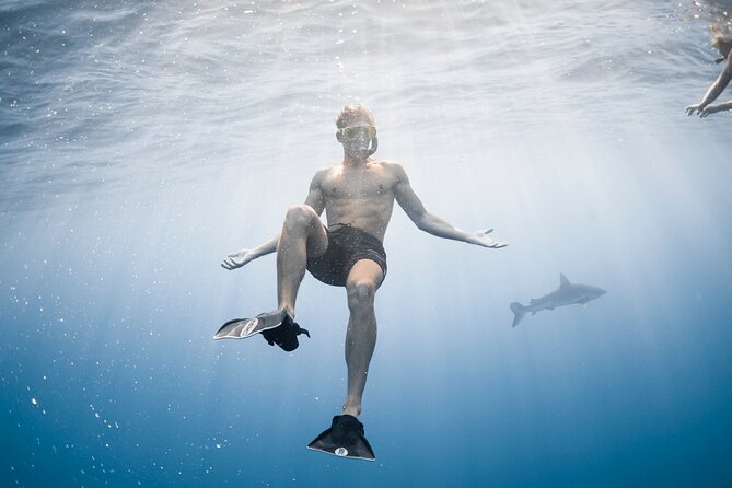 Oahu Open Water Shark Diving Experience - Who this shark swim suits best (and who should skip it)