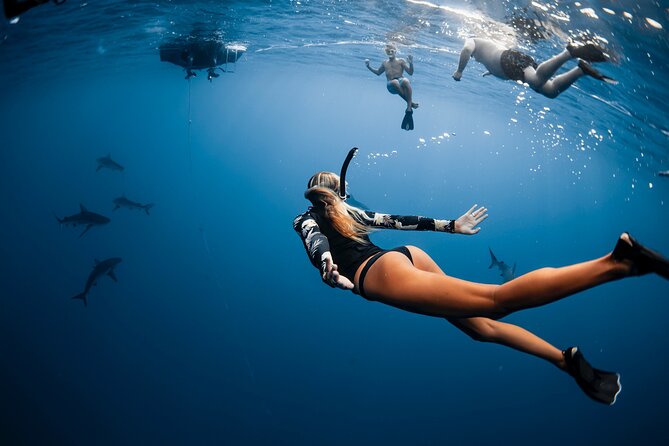 Oahu Open Water Shark Diving Experience - Should you book this Oahu shark swim?