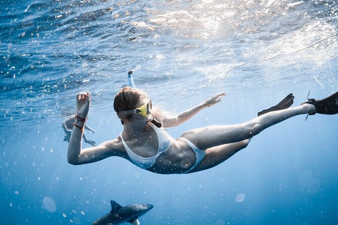Oahu Open Water Shark Diving Experience - Safety-first coaching with a small crew and a safety diver